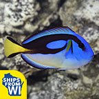 Yellow Belly Regal Blue Tang